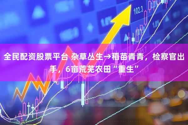 全民配资股票平台 杂草丛生→稻苗青青，检察官出手，6亩荒芜农田“重生”